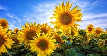 گل آفتابگردان نماد چیست | خاستگاه آفتابگردان و سمبل